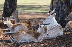 Fallow Deer