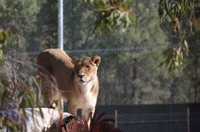 Female lion