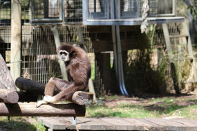 Gibbon monkey