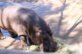 Hippo talk