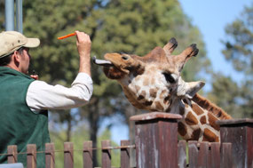 Look at the tongue-being fed a carrot