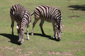 Love the Zebras