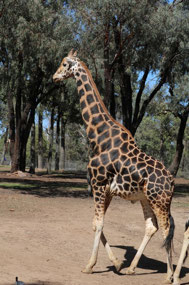 Male Giraffe-they get darker in colour