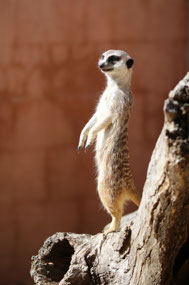 Meerkat stands guard