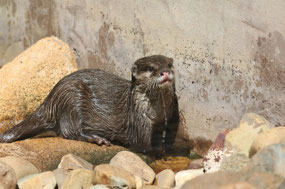 Oriental small clawed Otter
