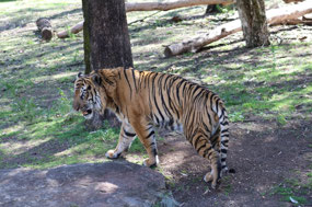 Sumatran Tiger