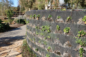 Strawberries growing in Sensory Garden