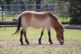 Takhi - Przewalski's Horse