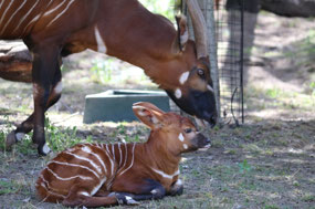 The calf is only two weeks old