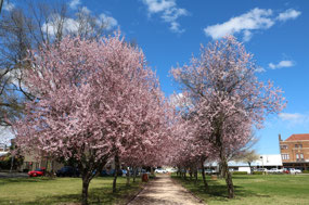 Cherry Blossom in Robertson Park