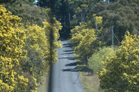 Wattle in full bloom on road to Portland