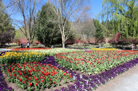 Beautiful beds of tulips and annuals
