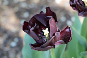 Black tulips bring a touch of romance