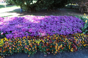 Purple Sweet William & Pansies 