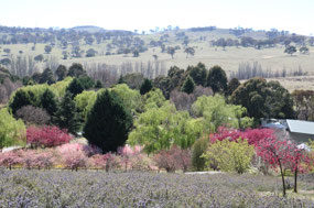 The garden in the Valley