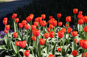 'World Favourite' variety