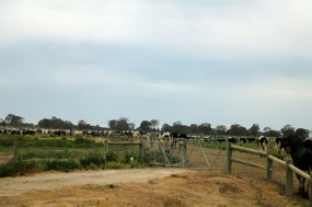Cows coming up from tunnel under road