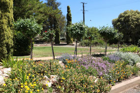Garden in Thiele Park Eudunda