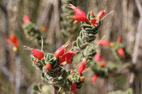 Fire & Ice plant