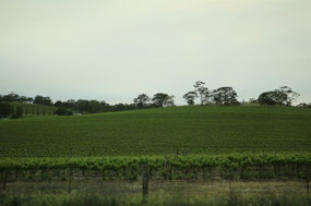 A Vineyard in the Clare Region