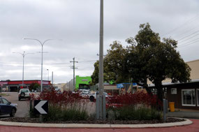 Kangaroo Paws on the roundabout