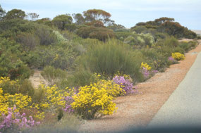 Pingrup-Newdegate minor road a picture