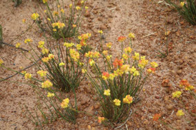 Wildflowers were looking lovely