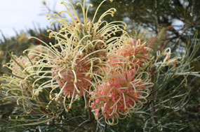Grevillea at Wickepin Bowling Club