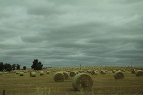 Excellent hay crop near Northam