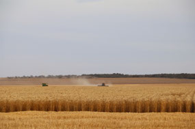Harvesting at the crossroads