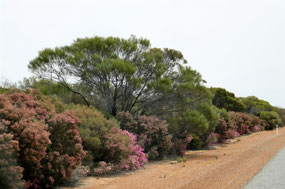 Picturesque road verge at Wubin