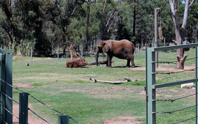 Elephant at Dubbo Zoo