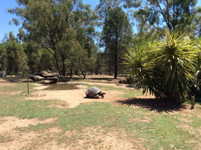 Galapagos Tortoise