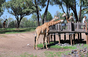 Giraffes at Dubbo Zoo