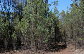 Lots of pine trees