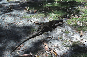 Bungarra goanna at the CP