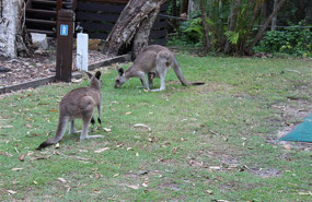 Lots of kangaroos in the CP