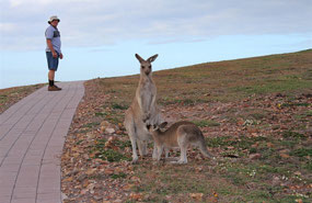 Our daily walks on the headland