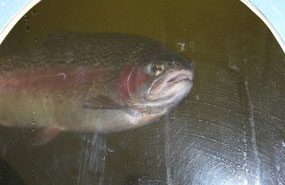 Breeding trout at LP Dutton Trout Hatchery