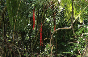 Down on the floor of the rain forest