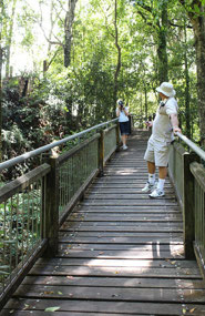 The boardwalk to the floor of rain forest