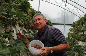 Picking strawberries at Port Macquarie