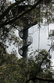 Illawarra Fly Tree Top Walk