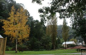 Autumn colours at Walhalla