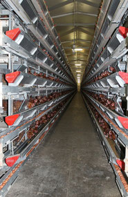 50,000 chickens in each shed