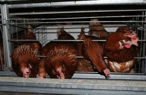 Isa Brown chickens are the best layers