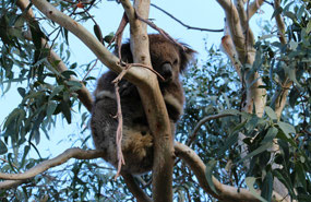Finding these koalas was a real treat