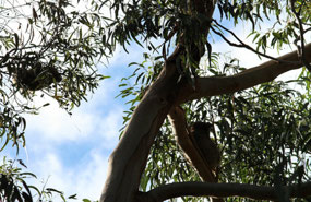 Two koalas in this tree