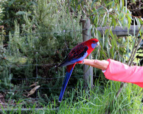 Very pretty parrots on GOR