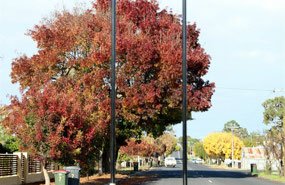 Shades of Autumn in streets of Naracoorte